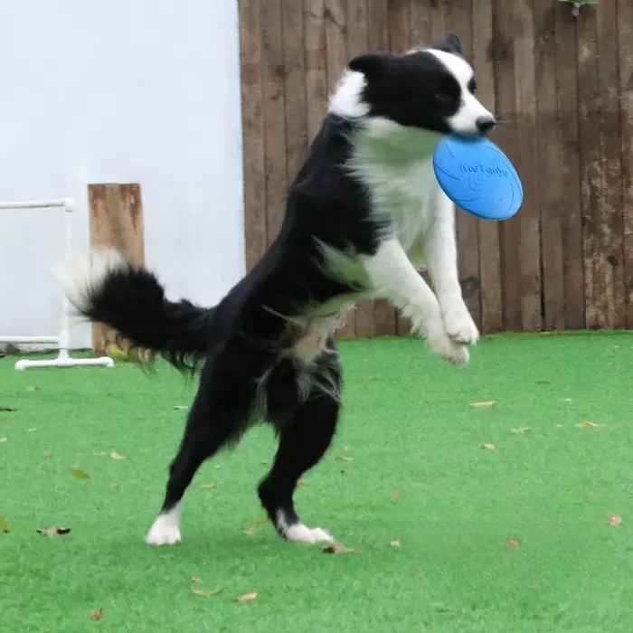 Frisbee pour chien, Frisbee spécial pour animaux de compagnie
