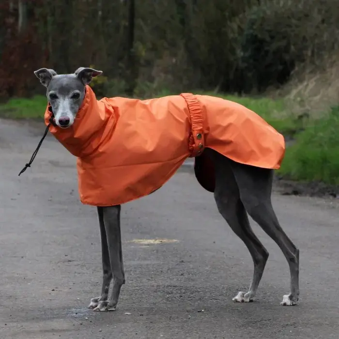 Imperméable imperméable pour chien