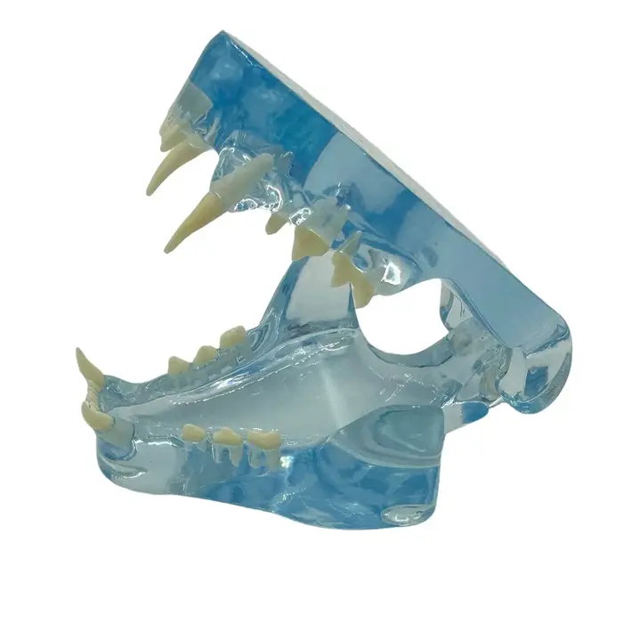 Dents de chien et de chat claires, modèle anatomique, mâchoire orale d'animal dentaire pour l'éducat