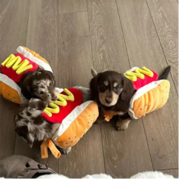 Costumes d'Halloween amusants pour chiens