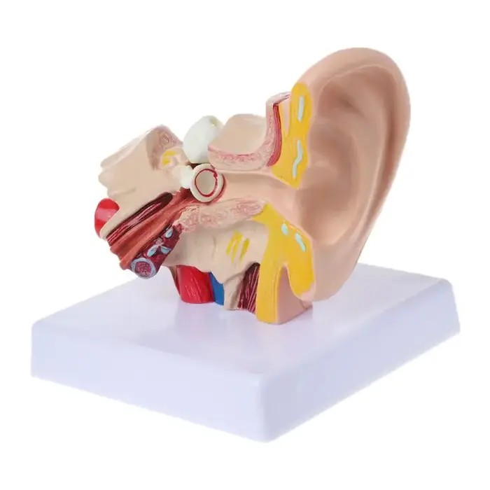 Accessoires médicaux, modèle d'anatomie de l'oreille humaine, 1.5 fois la taille réelle, matériel d'