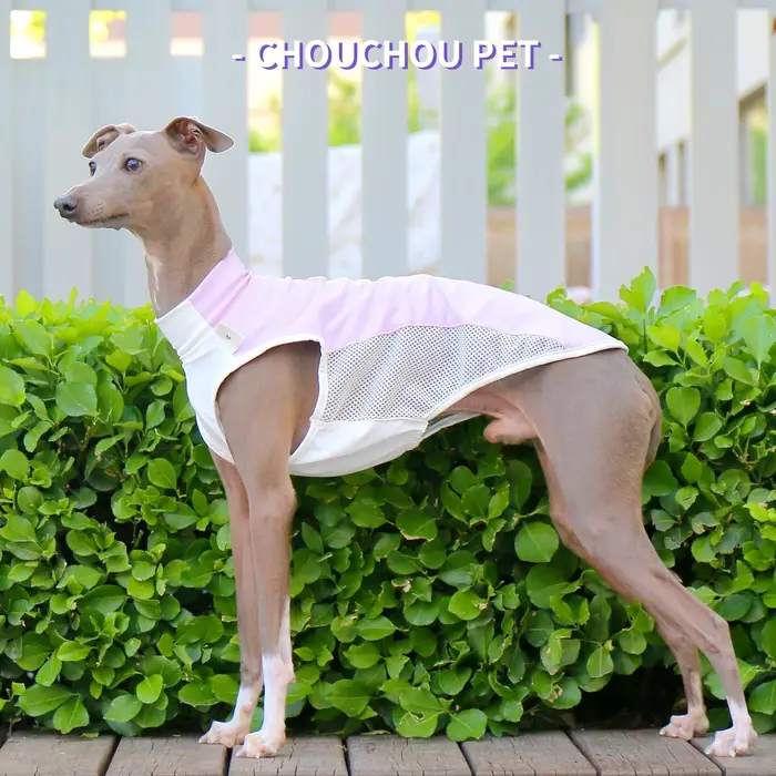 Greyhound italien (Iggy) Whippet/SalukiT-Shirt rafraîchissant d'été nouvelles variétés