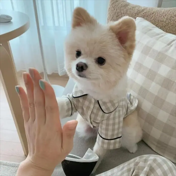 Décoration pour animaux de compagnie confortable Ins chemises à carreaux vêtements pour animaux de c