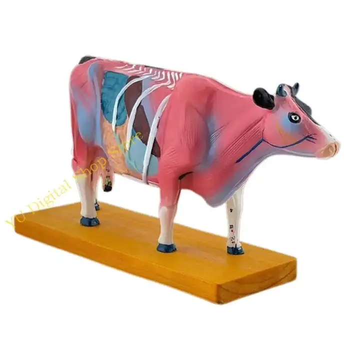 96ba Animal Anatomy Modèle bovins ANATOMIE MODÈLE MODÈLE ORGANS PROP