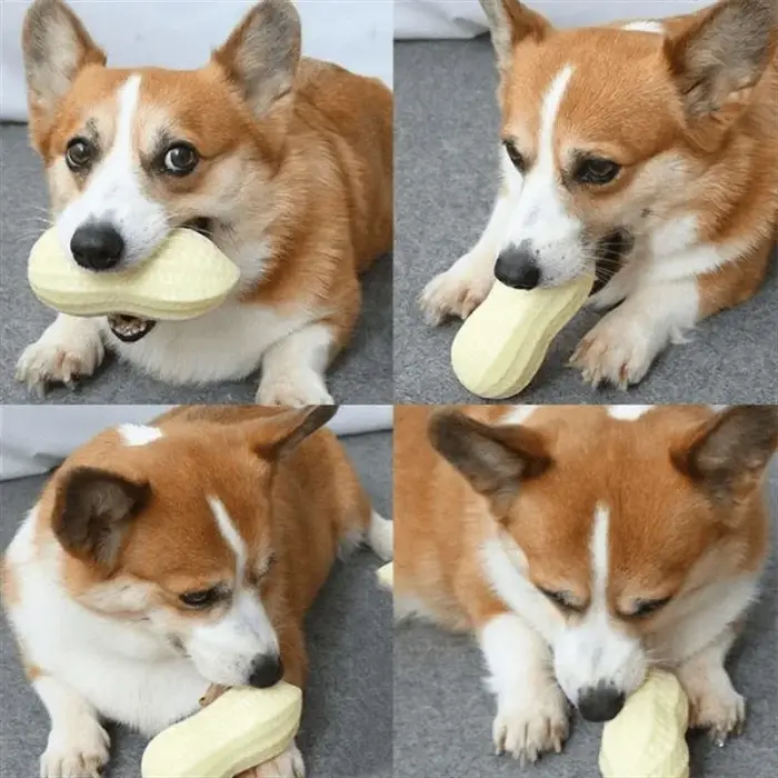 Jouet à mâcher pour chien