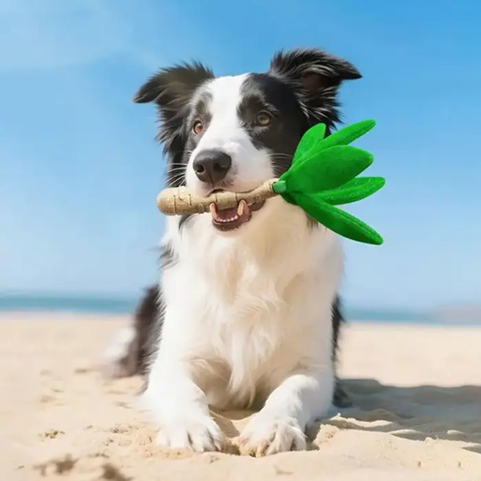 Jouet à mâcher dentaire en pin pour chien, pour le nettoyage des dents, mâcheurs agressifs, résistan