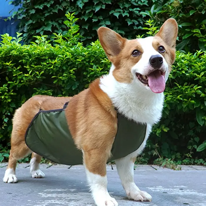 Protecteur de ventre de grand chien, bande imperméable, respirante, complète, facile à nettoyer, bav