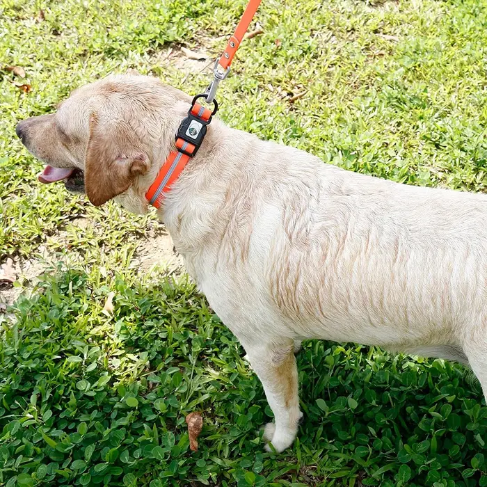 Collier pour chien colliers pour animaux de compagnie imperméables Anti-odeur Durable réglable Polyester doux avec