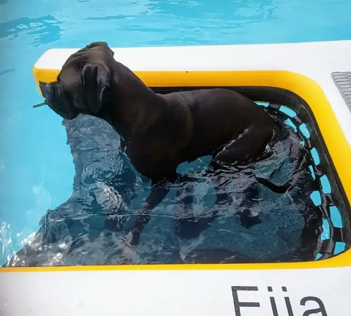 Jouet gonflable d'été pour animaux de compagnie, échelle de piscine pour chien d'escalade, rampe gon