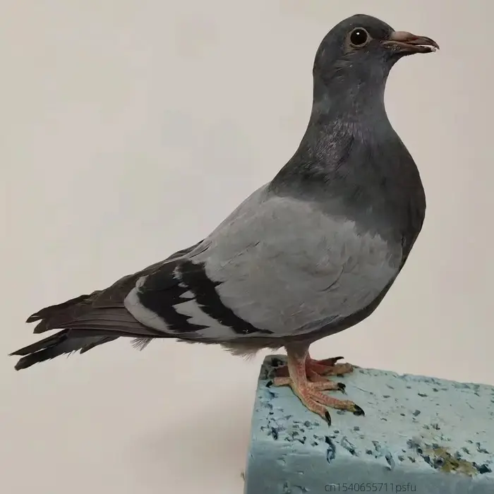 Pigeon Taxidermisé Réaliste Fait Main, Figurine Décorative pour la Maison, Accessoire de Photographi