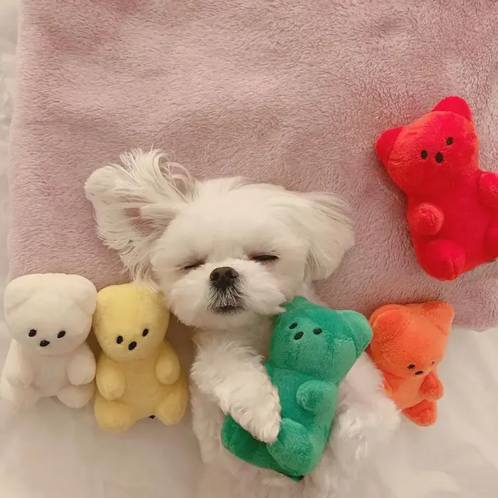 Jouets couineurs mignons pour petits chiens