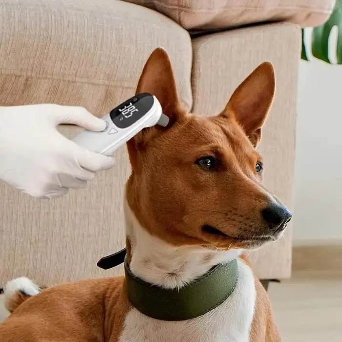 Thermomètre numérique pour chiens Vet Tech - Appareil de détection de la fièvre précis pour animaux de compagnie