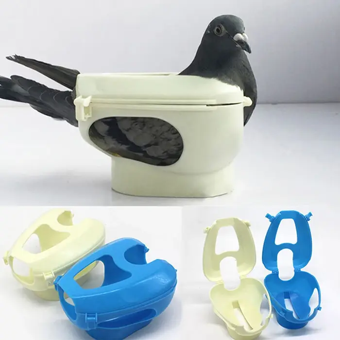 Équipement pour pigeons, dispositif de fixation pour pigeons, médecine d'alimentation, injection, va