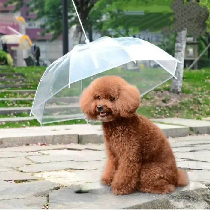Garde-boue en peluche créatif pour petits chiens