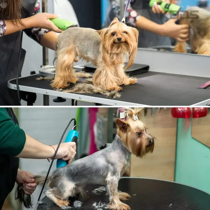 Lame de tondeuse professionnelle SHINON pour animaux de compagnie compatibles avec Andis, Oster A5 et Wahl KM pour toilettage efficace et sans effort
