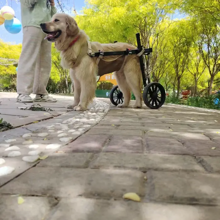 Assistance de rééducation de grand chien de voiture de handicap de fracture de chien de compagnie