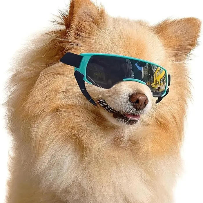Lunettes de soleil pour chiens de petite raie