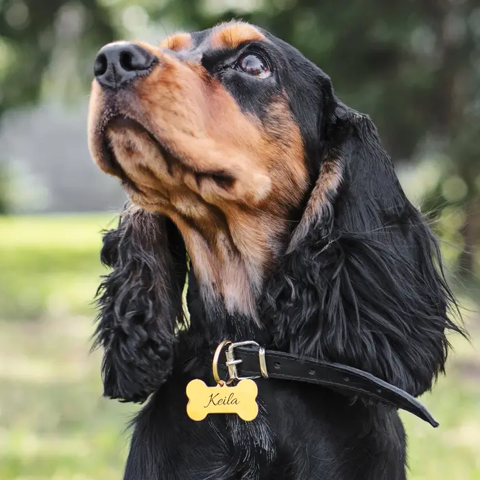 Sophia-Étiquette gravée personnalisée pour animaux de compagnie