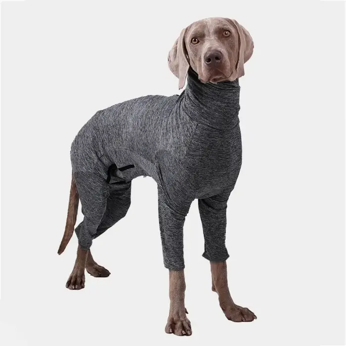 Costume de stérilisation pour animaux de compagnie