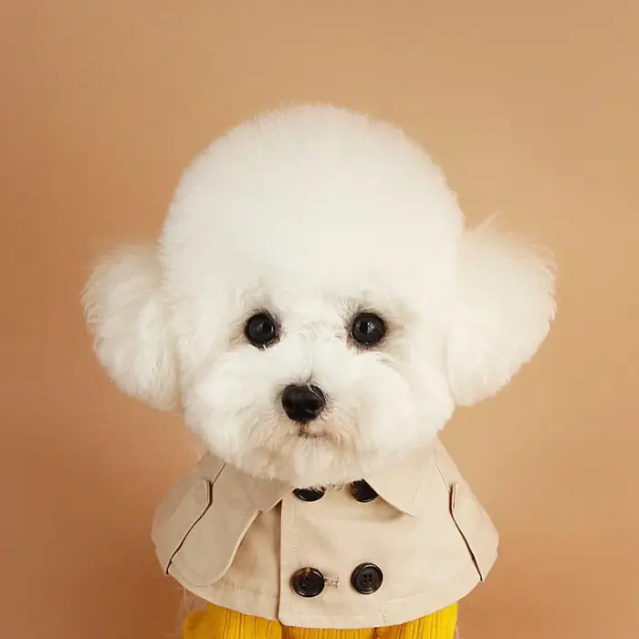 Teddy Bichon Corgi-Écharpe de bouche à sangle de style anglais pour chiens, collier de chien, mantea