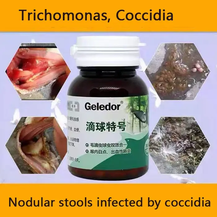 Trichomonas pigeon coccidia : infection bivalente