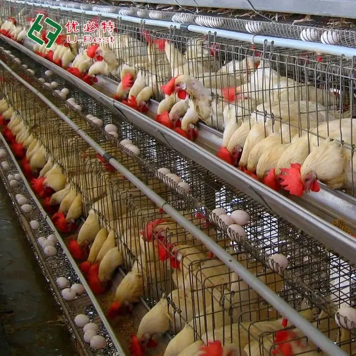 Équipement d'élevage de haute qualité, cages à poulets, cages à volailles, cages à poules pondeuses 