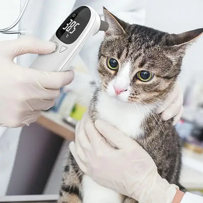 Thermomètres pour animaux de compagnie pour chiens