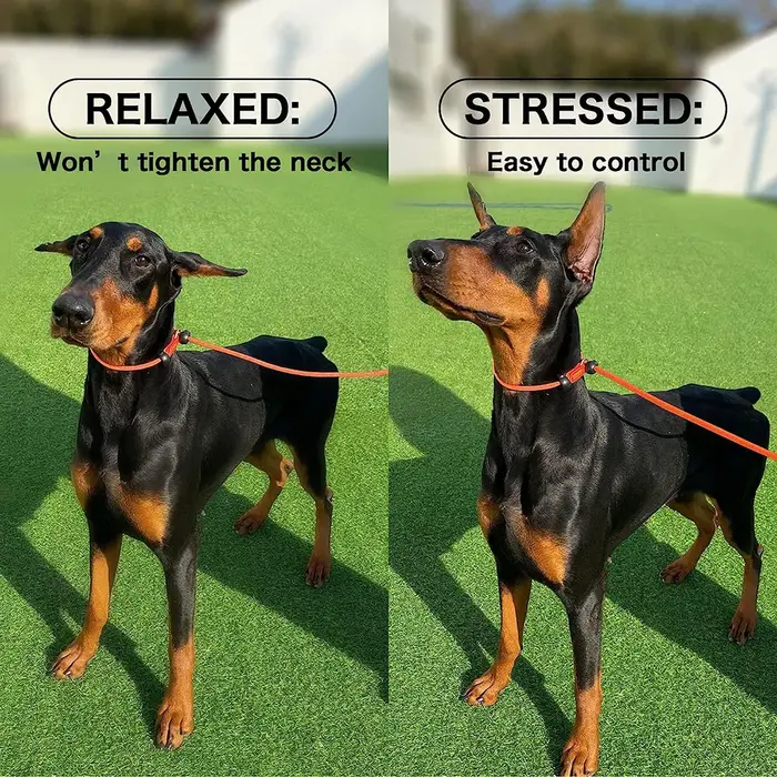 Laisse coordonnante pour chien en nylon rose ou rouge avec poignée rembourrée, pour promenades, courses et randonnées, adaptée à toutes les étapes de vie des chiens