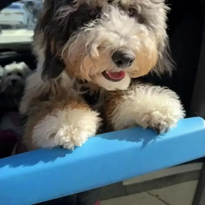 Repose-menton universel pour chien