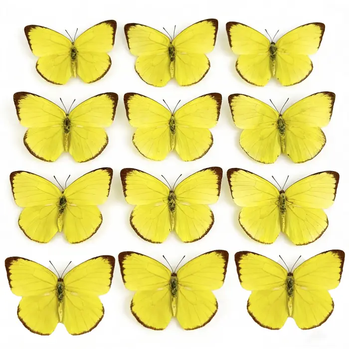 6/12 pièces de spécimens de papillons réels, collection de papillons naturels, décoration d'intérieu