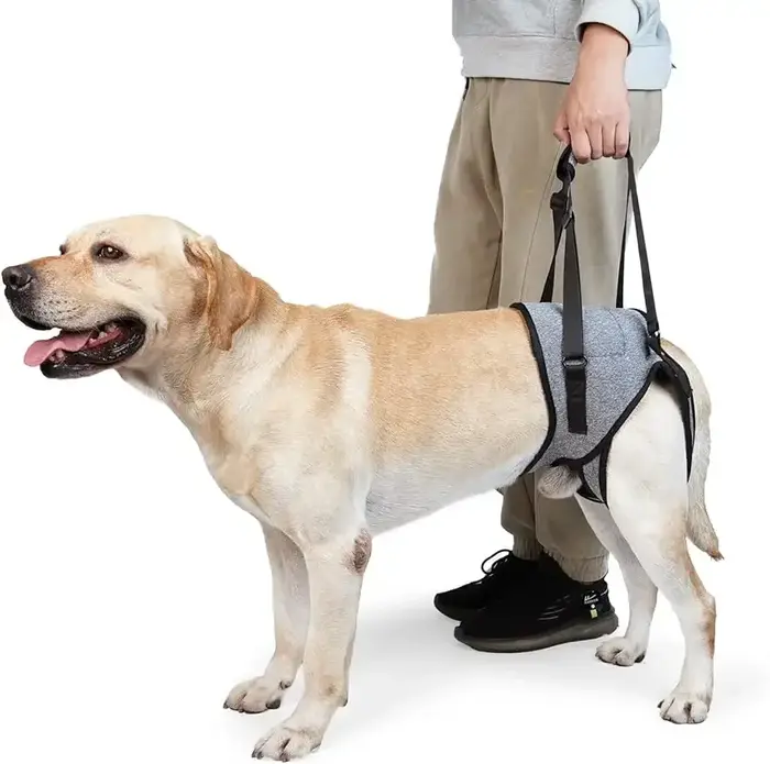 Sangle de jambe de chien pour invalidité, aide à la marche, ceinture auxiliaire SFP pour la récupéra