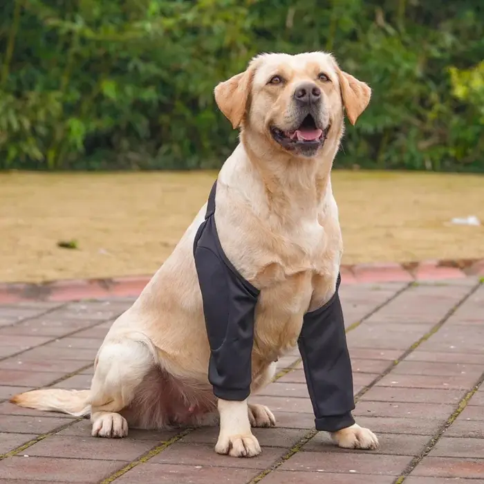 Attelle de coude pour chien et chiot, protection douce et respirante pour animaux de compagnie, soul