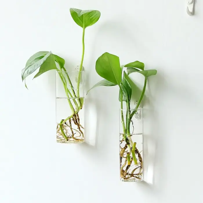 Plantes hydroponiques murales de forme irrégulière, artisanat en verre, vase hydroponique, récipient