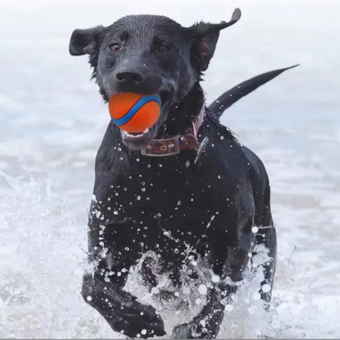 Balle de chien indestructible
