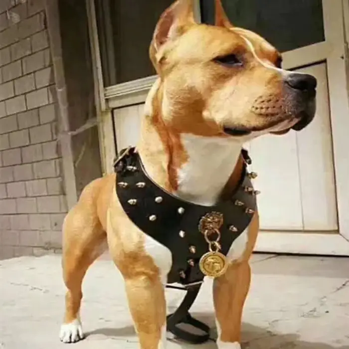 Collier de harnais d'entraînement sportif bouledogue