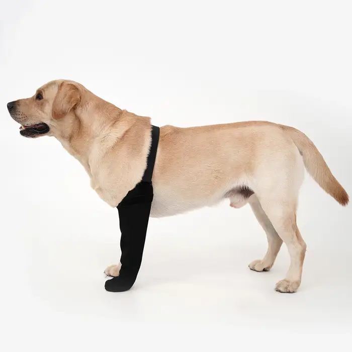 Chaussette imperméable antidérapante pour chien à une patte, protection respirante pour la récupérat