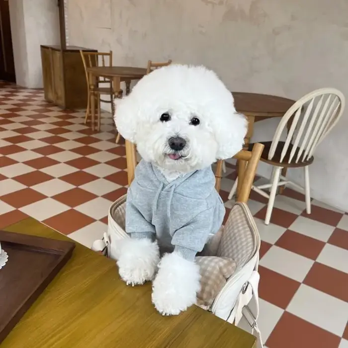 Lettre à capuche vêtements pour animaux de compagnie chiens mode coton chien
