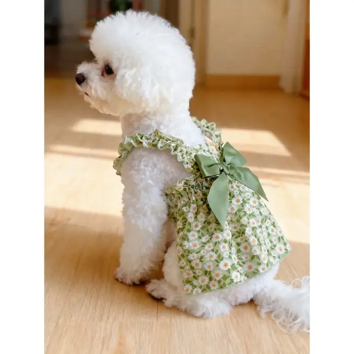 Robe pour chien et chat