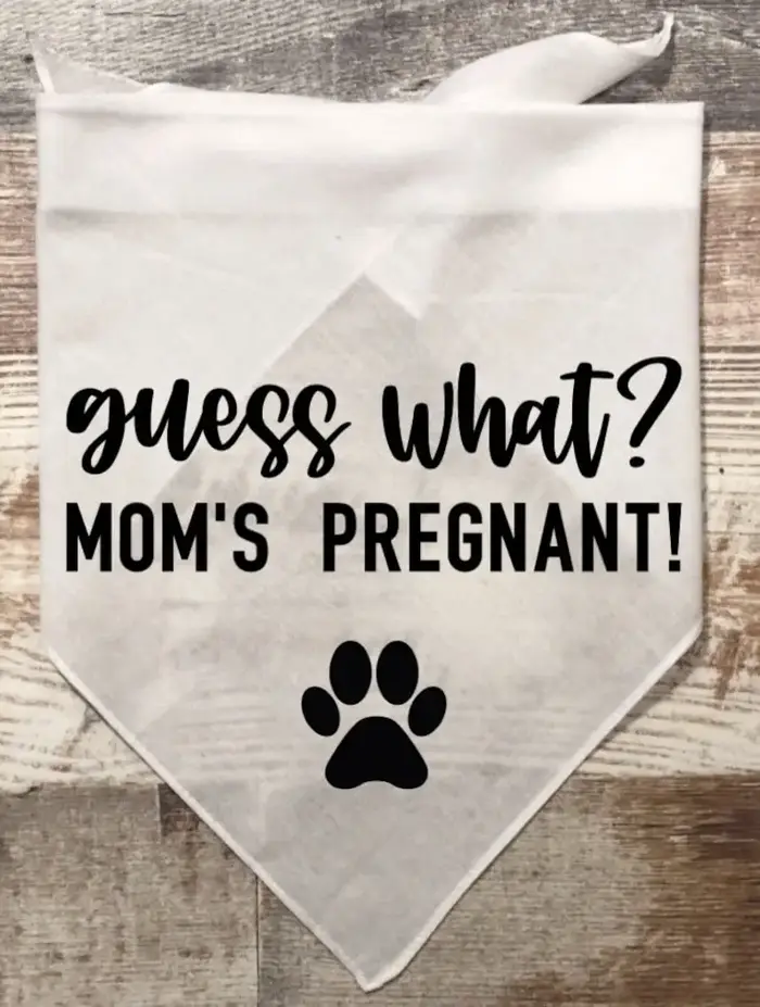 La colonne vertébrale est enceinte, devinez quoi? Bandana noir et blanc pour chien, écharpe pour ann