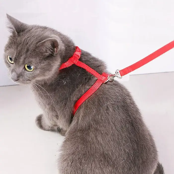 Ensemble harnais et laisse pour chat de compagnie