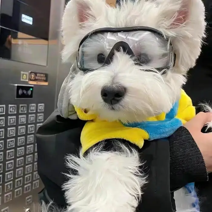 Lunettes pour chiens de compagnie - HD Anti-buée Coupe-vent Anti-poussière Transparent Protection des yeux à la mode
