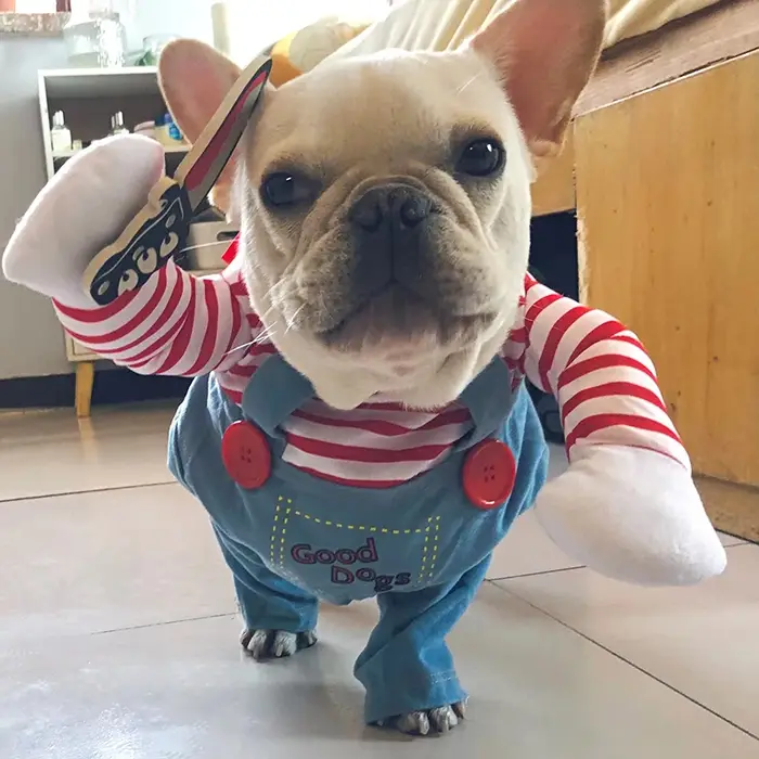 Costume d'halloween amusant pour chien, pour petits et moyens chiens, chats, chiot réglable, fête Co