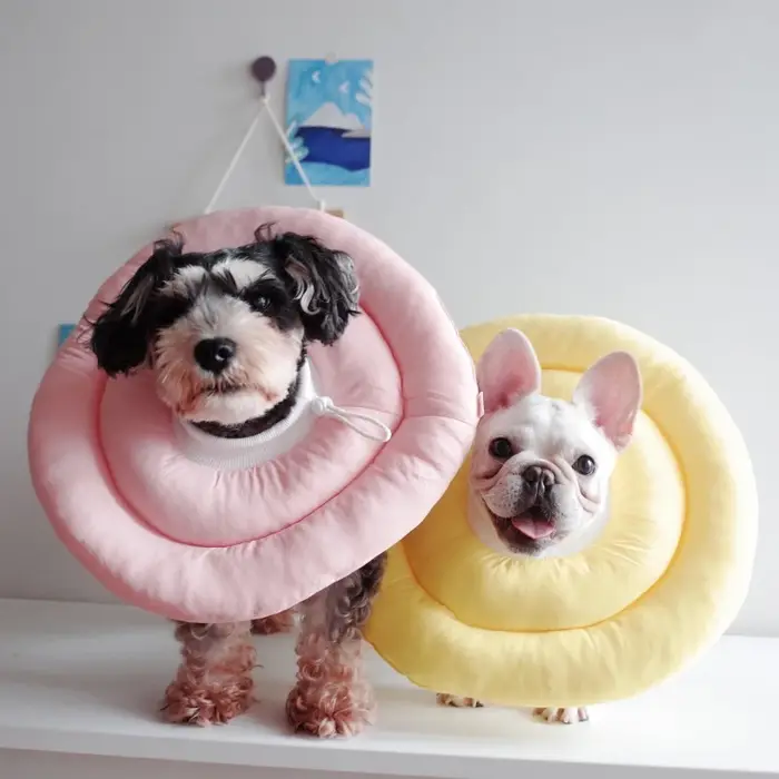Collier élisabéthain pour chiens