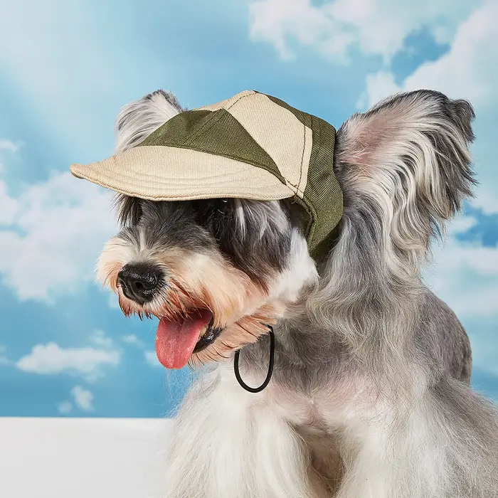 Chapeau pour chien, protection solaire